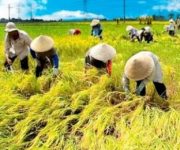 Vì sao nông sản Việt vẫn chưa được gọi tên trên thị trường thế giới?